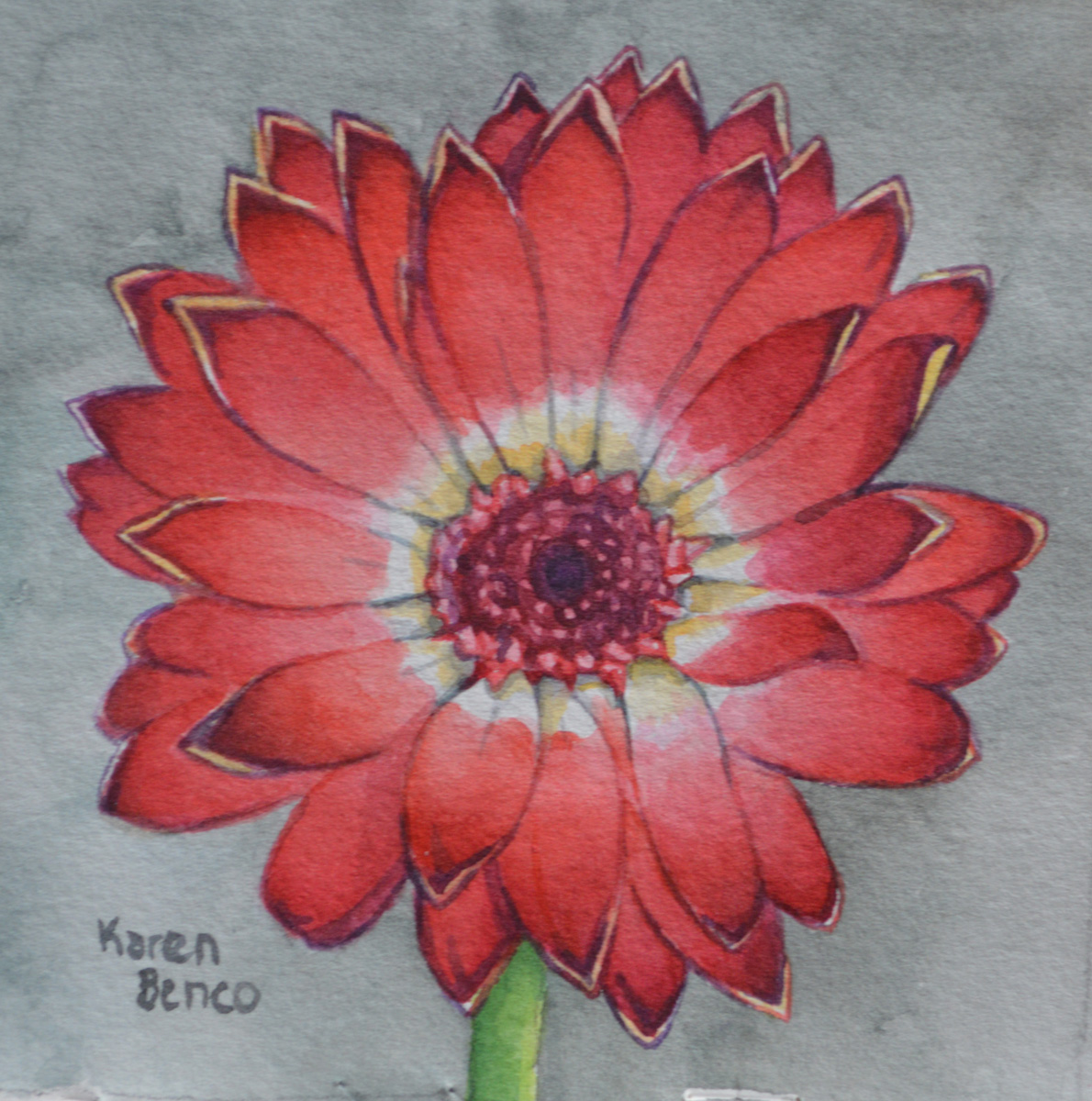 Gerber Daisy  Image